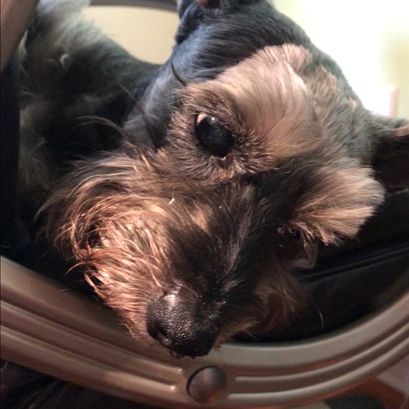 Meet your Posher, Rocio - Picture 2 of 5